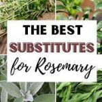 Substitute for rosemary
